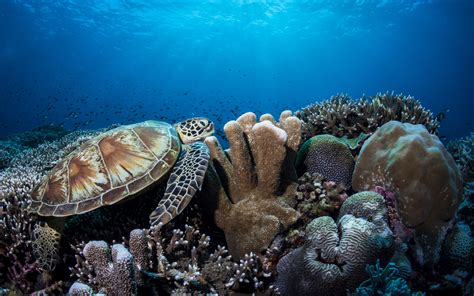 Underwater Photographer Henley Spierss Gallery World Oceans Day 2018