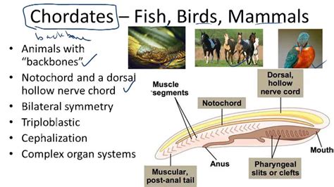 Phylum Chordata Examples Of Organisms