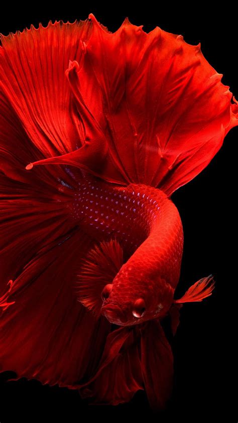 An Amazing Collection Of 999 Beautiful Fish Images In Full 4k