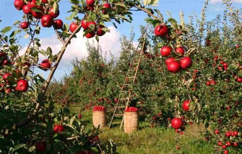 Organic Apple Farming Cultivation Practices Agri Farming