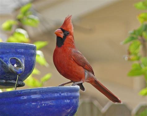 Filenorthern Cardinal Wikimedia Commons