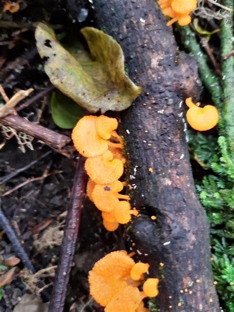 Orange Pore Fungus From Lynfield Auckland 1042 New Zealand On April