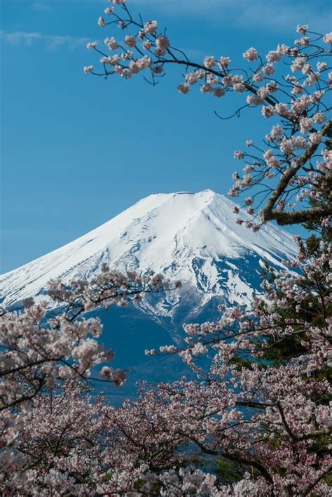 Mount Fuji And Cherry Blossoms Japan Stock Image Image Of Bloom