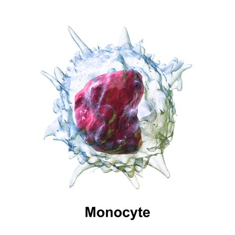Monocytes Normal High And Low Levels Imunologia