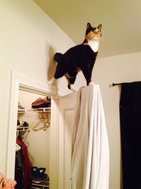 Irti Funny Picture 5943 Tags Majestic Cat Standing On Door Frame