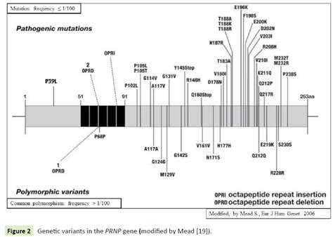 Pathogenic Mechanisms Of The Prion Protein Gene Mutations A Revi