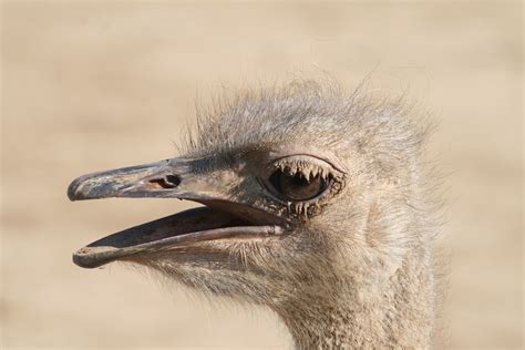 Free Images Nature Animal Wildlife Beak Ostrich Heat Fauna