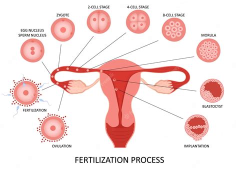 Premium Vector Female Reproductive System Ovulation And Fertilization Process Stages On White