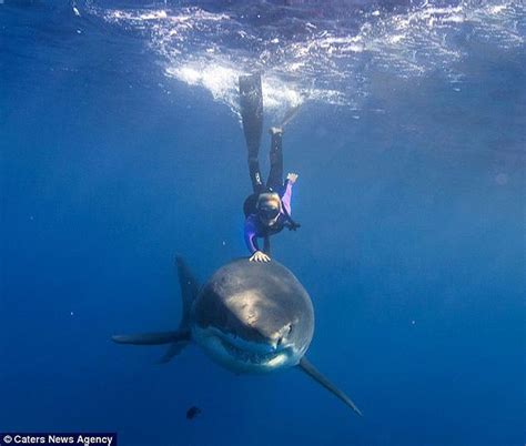 Woman Named Ocean Who Swims With Sharks Deep Sea Diver Travels World