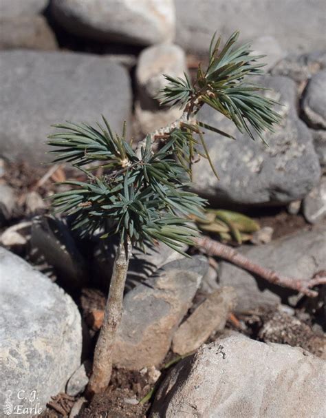 Pinus Monophylla Singleleaf Piñon Description The Gymnosperm Database