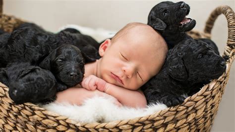 Baby And 9 Puppies Born On Same Day Share Adorable Photoshoot