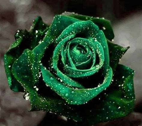 A Green Rose With Water Droplets On It