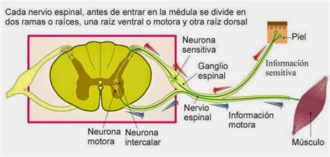 Biologia2bachcamp 3º Eso Tema 9 El Sistema Nervioso