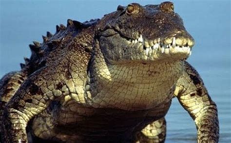 Scientists Discover New Dinosaur Eating Crocodile Species News Nation