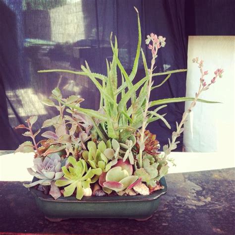 Simply Succulent Succulents In Containers Succulents Container