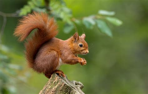 Hide Your Acorns Red Squirrel Facts Bugtech