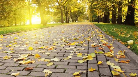 Wallpaper Id 722546 Path The Way Forward Fall Nature Leaves