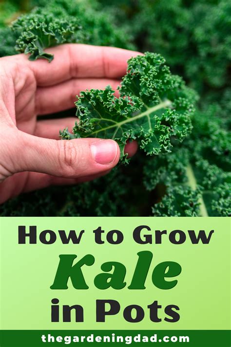 How To Grow Kale From Seed 6 Quick Tips Growing Kale Growing