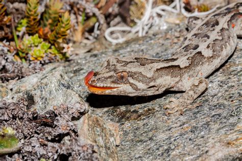 Orange Spotted Gecko Mokopirirakau Roys Peak Carey Knox Flickr