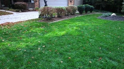 Patches Of Light Grass In Lawn