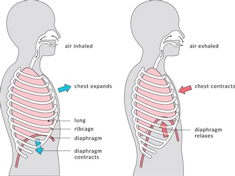 Rib Cage Rib Flare How To Avoid Injury And Maximize Strength By
