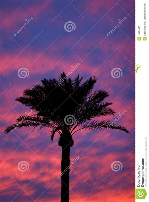 Palm Tree Silhouette Sunset Royalty Free Stock Photo