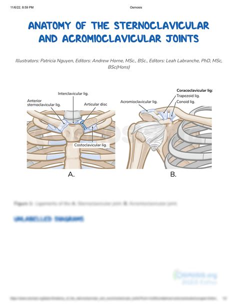 Solution Anatomy Of The Sternoclavicular And Acromioclavicular Joints