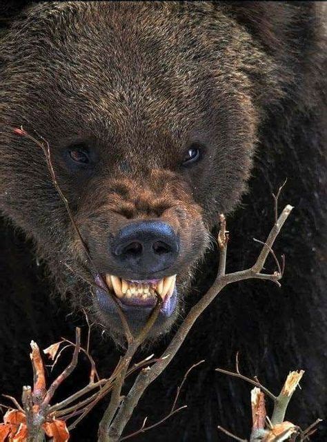 Pin By Nan Barber On Grizzly Bears Bear Pictures Bear Dog Angry Animals