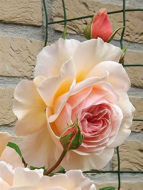 Pin By Deb Tromp On Beautiful Blooms Flowers Rose Plants