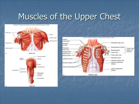 Ppt Muscular System Powerpoint Presentation Free Download Id9675764