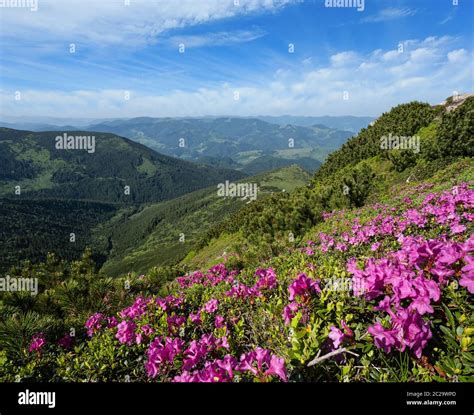 Pink Rose Rhododendron Flowers On Summer Mountain Slope Stock Photo Alamy