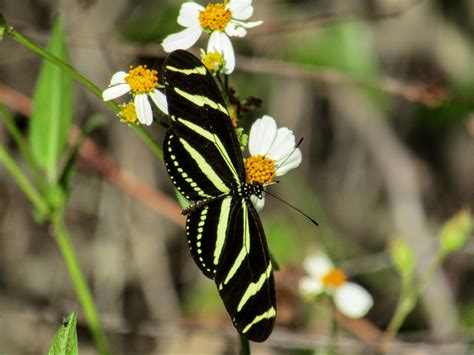 Zebra Longwing Butterfly Rbutterflies
