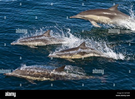 Long Beaked Common Dolphins Delphinus Capensis Isla San Esteban