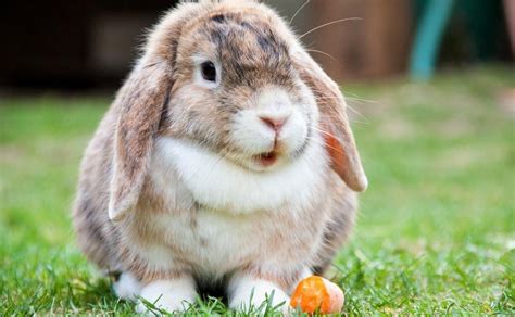 15 Fotos De Conejos Adorables Que Te Van A Alegrar El Día