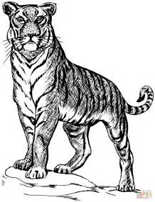 Sbadiglio Free Printable Tiger Coloring Pages Pictures Twist