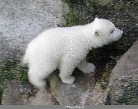 Cub Bear Cubs Polar Bear Animal Pictures Feathers Fur Animals