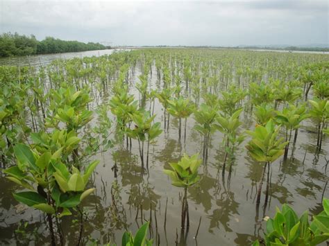 Penanaman Mangrove Di Tepi Pantai ~ Lsm Biota Jawa Tengah