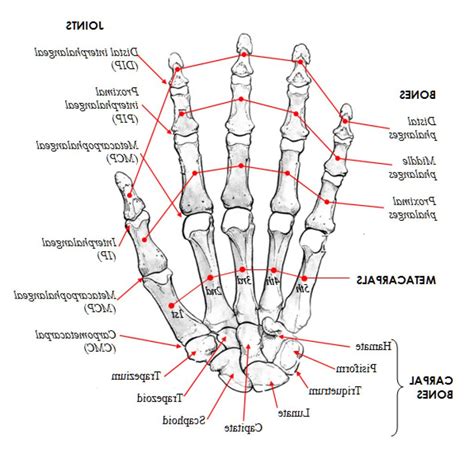 If you like arm bone anatomy study, you might love these ideas. Human Anatomy Body - Page 5 of 160 - Human Anatomy for ...