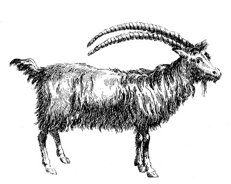 Antique Clip Art Goat Ibex The Graphics Fairy