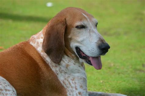 American English Coonhound Dog Breed Information And Owners Guide