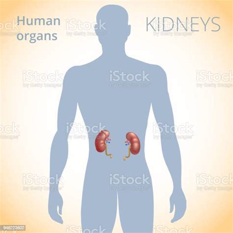 The Location Of The Kidneys In The Body The Human Excretory System