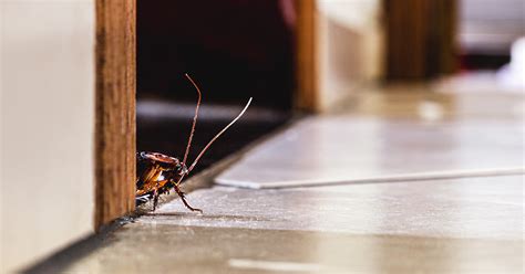 Последние твиты от orkin pest control (@orkinpest). How to Prepare Your Home For Pest Control