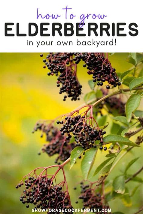 Learn How To Grow Elderberries For Food And Medicine Right In Your Own