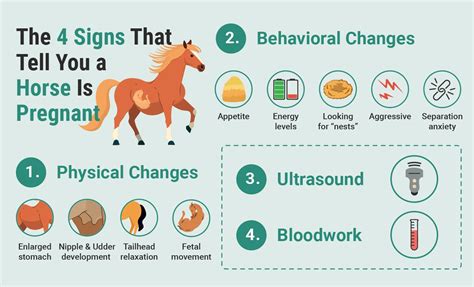 How To Tell If A Horse Is Pregnant 4 Signs To Look For Pet Keen