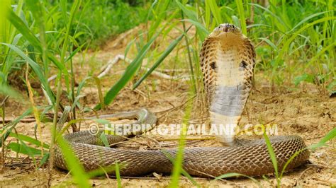 Naja Kaouthia Monocled Cobra