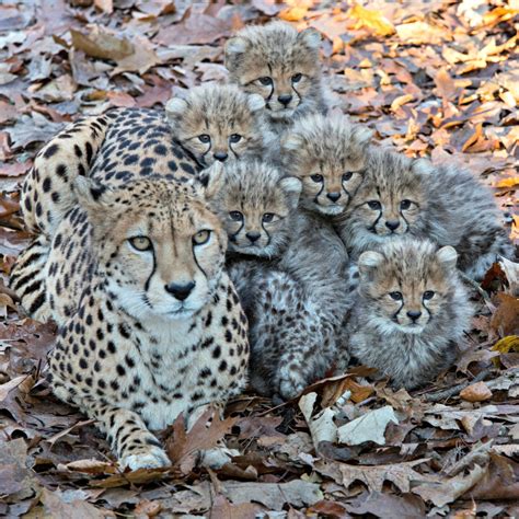 Six Cubs Keep This Cheetah Mom Busy Zooborns