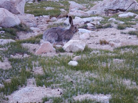 Snowshoe Rabbit Pacific Crest Trail Scenic Routes Scenic