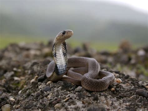 Spectacled Cobra Habitat And Characteristics