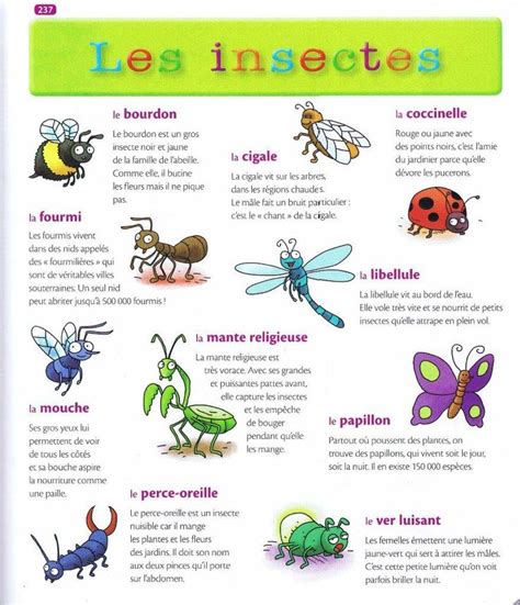 Source Mon Premier Dictionnaire De Français Larousse Insectes