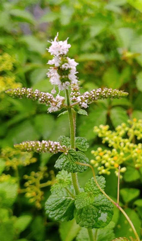 Mint Flowers — What Do You Need To Know
